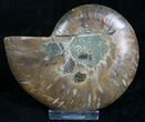 Split Ammonite Fossil (Half) - Beautiful #8544-1